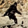 Mają Bigfoota!? 