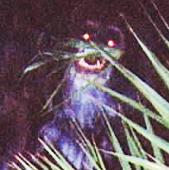 Bigfoot z filmu Pattersona